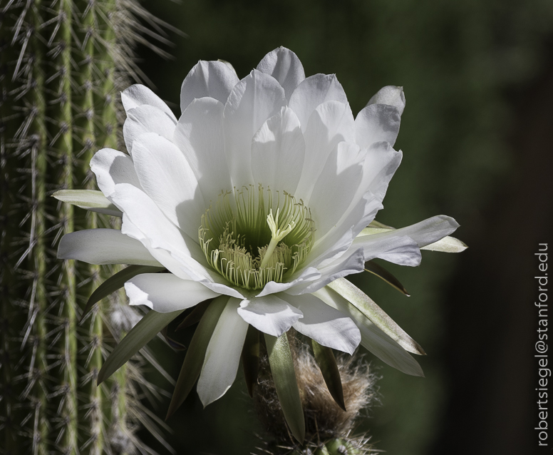 arizona garden